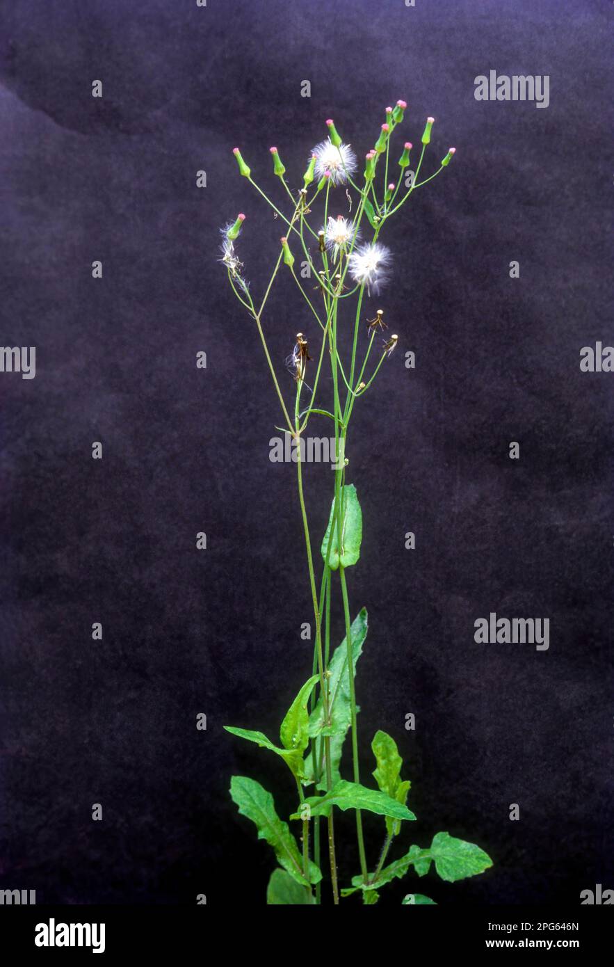 Medicinal plant Hirankhuri (Emilia sonchifolia linn) Tamil Nadu, South