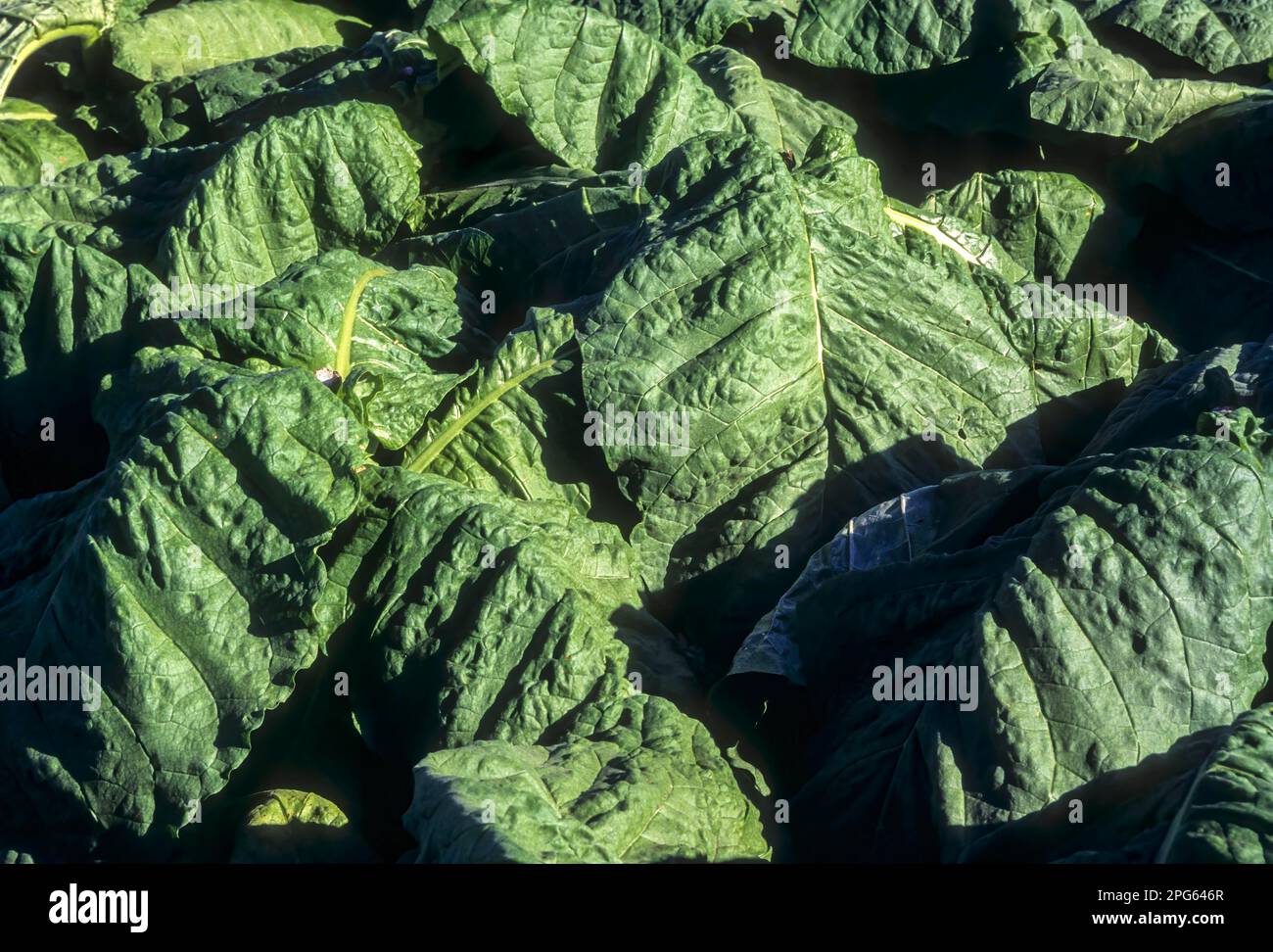 Tobacco crop cultivation (Nicotiana tabacum) Tamil Nadu, South India