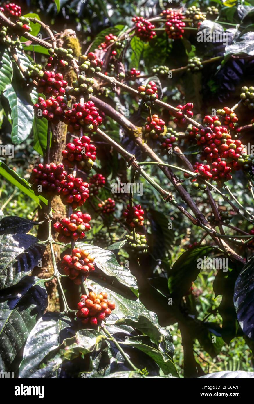 Fruits of Coffee plant (Coffee arabica) in Madikeri, Karnataka