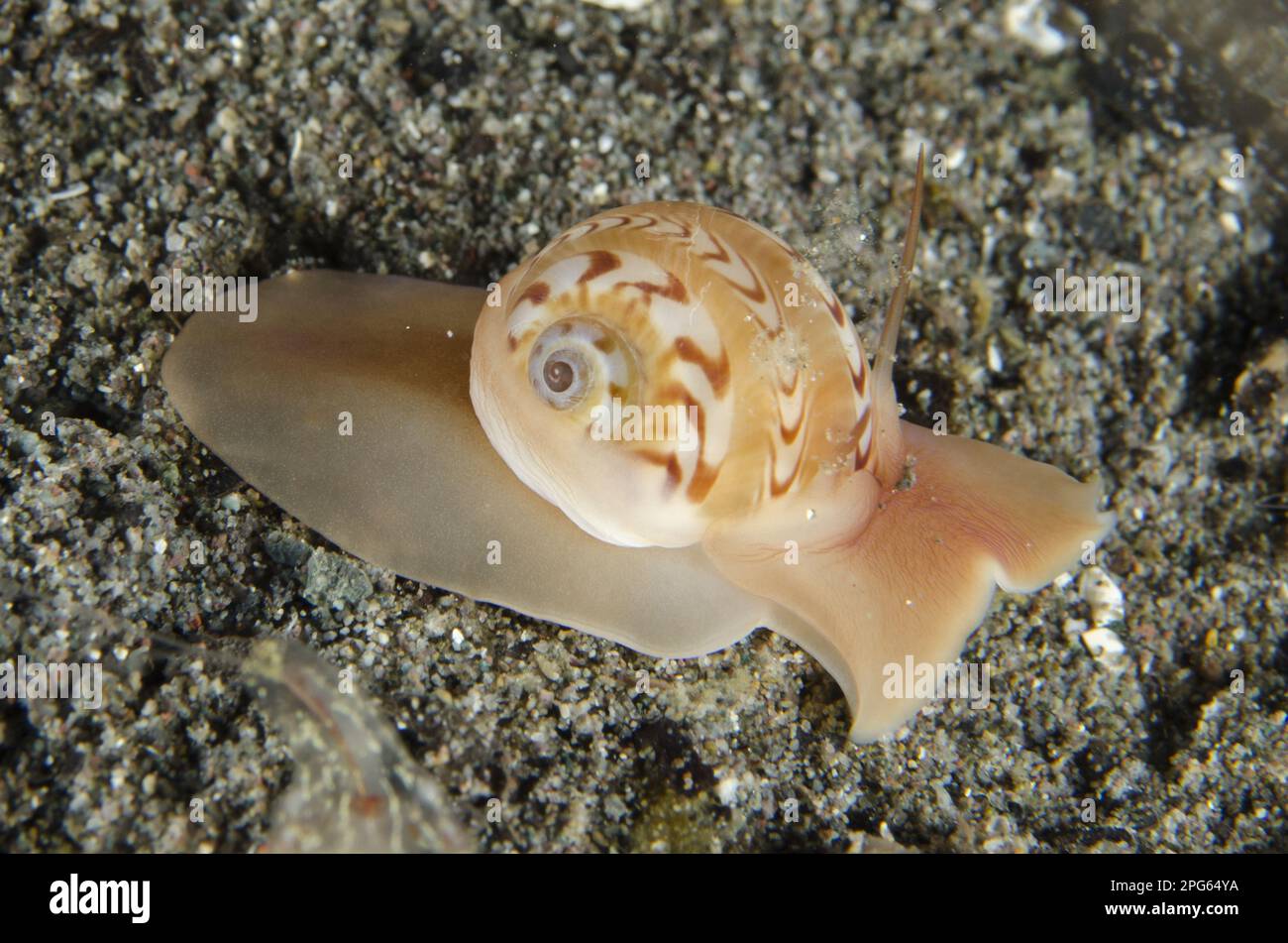 Beautifully banded moon snail (Natica euzona) adult, on sand at night, Horseshoe Bay, Nusa Kode, Rinca Island, Komodo N. P. Lesser Sunda Islands Stock Photo