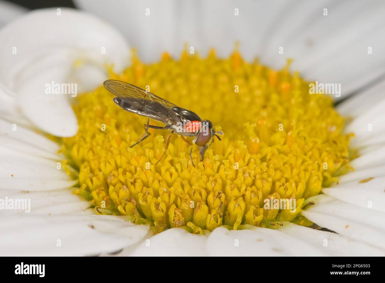 Pale-footed Hoverfly (Platycheirus albimanus) adult, feeding on pollen from flower, with parasitic tick, Norfolk, England, United Kingdom Stock Photo