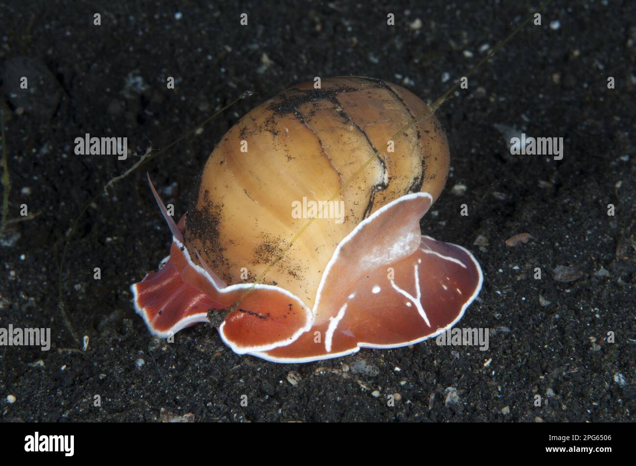 Oriental Moon Snail, Oriental moon snails (Naticidae), Other animals, Marine snails, Snails, Animals, Molluscs, Oriental Moonsnail adult, on black Stock Photo