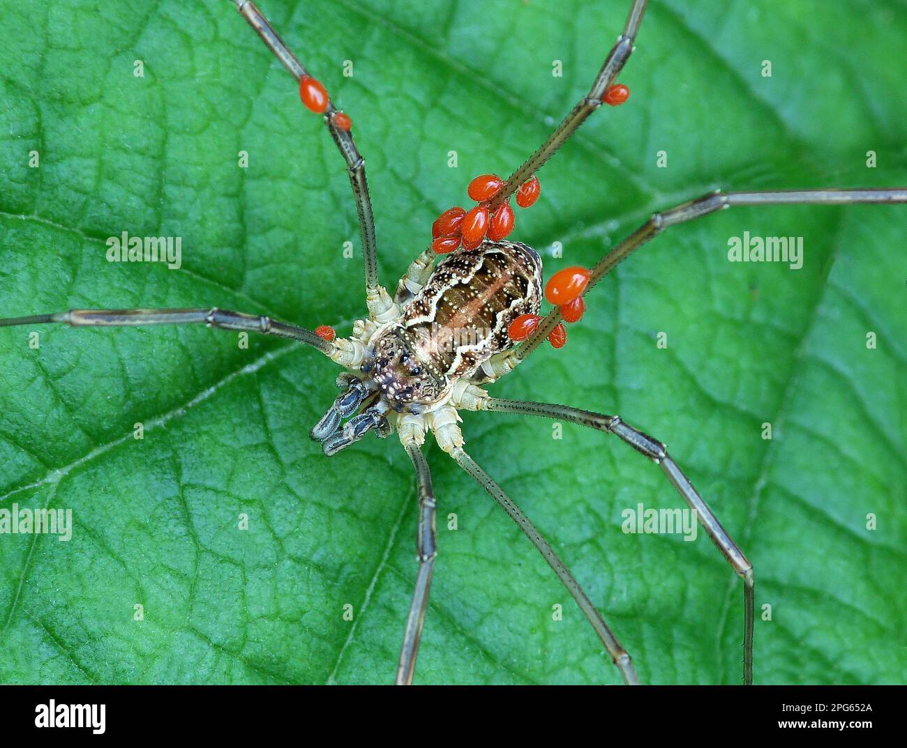 Harvestman, Order Opiliones Stock Photo - Alamy