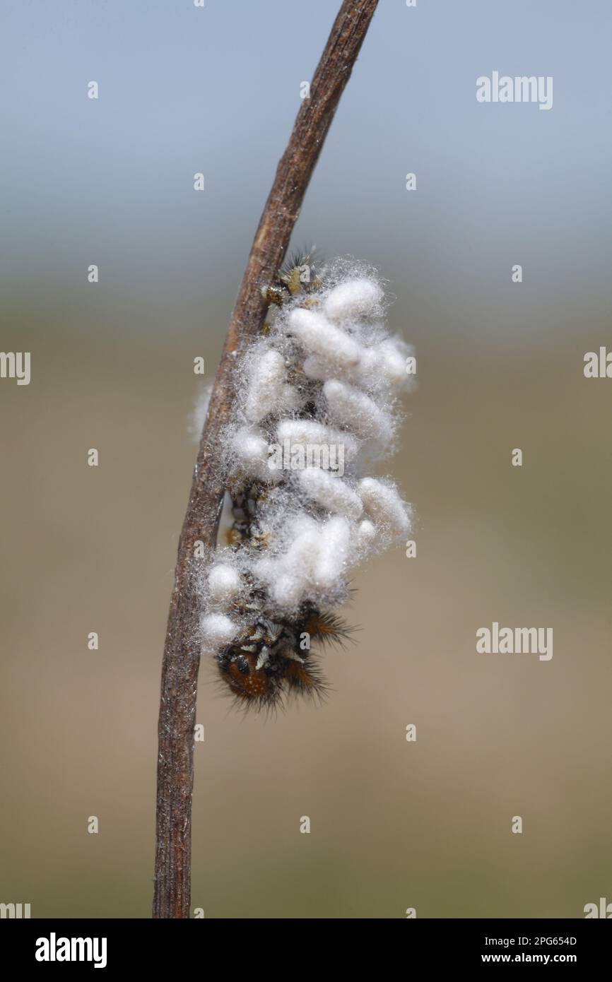 Ichneumon Wasp (Ichneumonoidea sp.) cocoons, on fritillary butterfly larva, Causse de Gramat, Massif Central, Lot, France Stock Photo