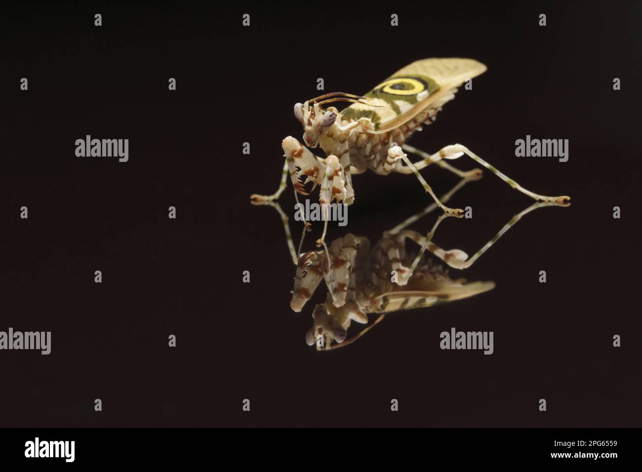 Pseudocreobotra wahlbergii Flower spiny flower mantis (Pseudocreobotra