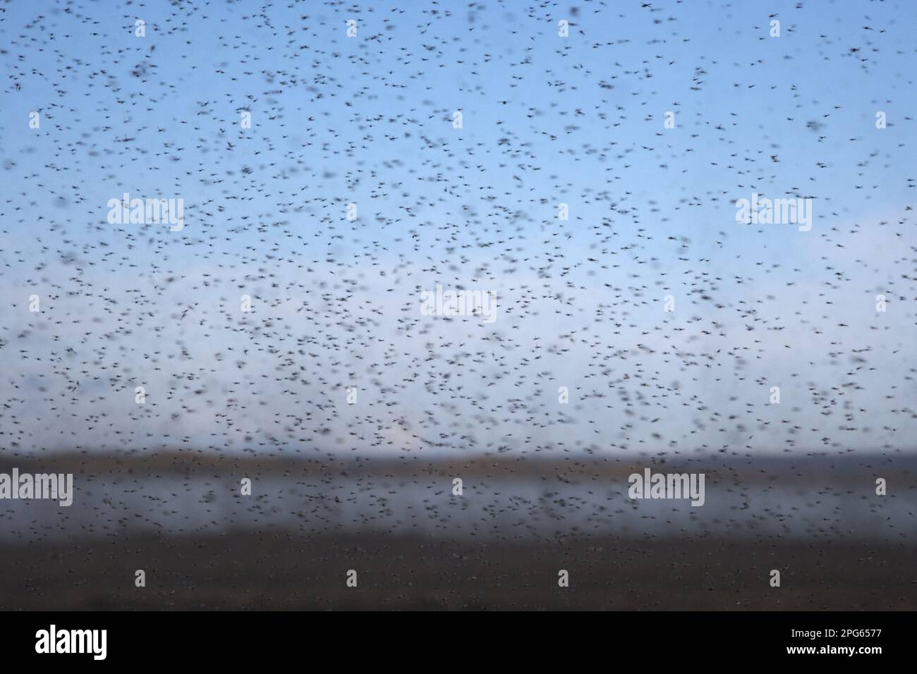 Midge (Tanytarsus gracilentus) adults, swarm in flight, Lake Myvatn, Iceland Stock Photo