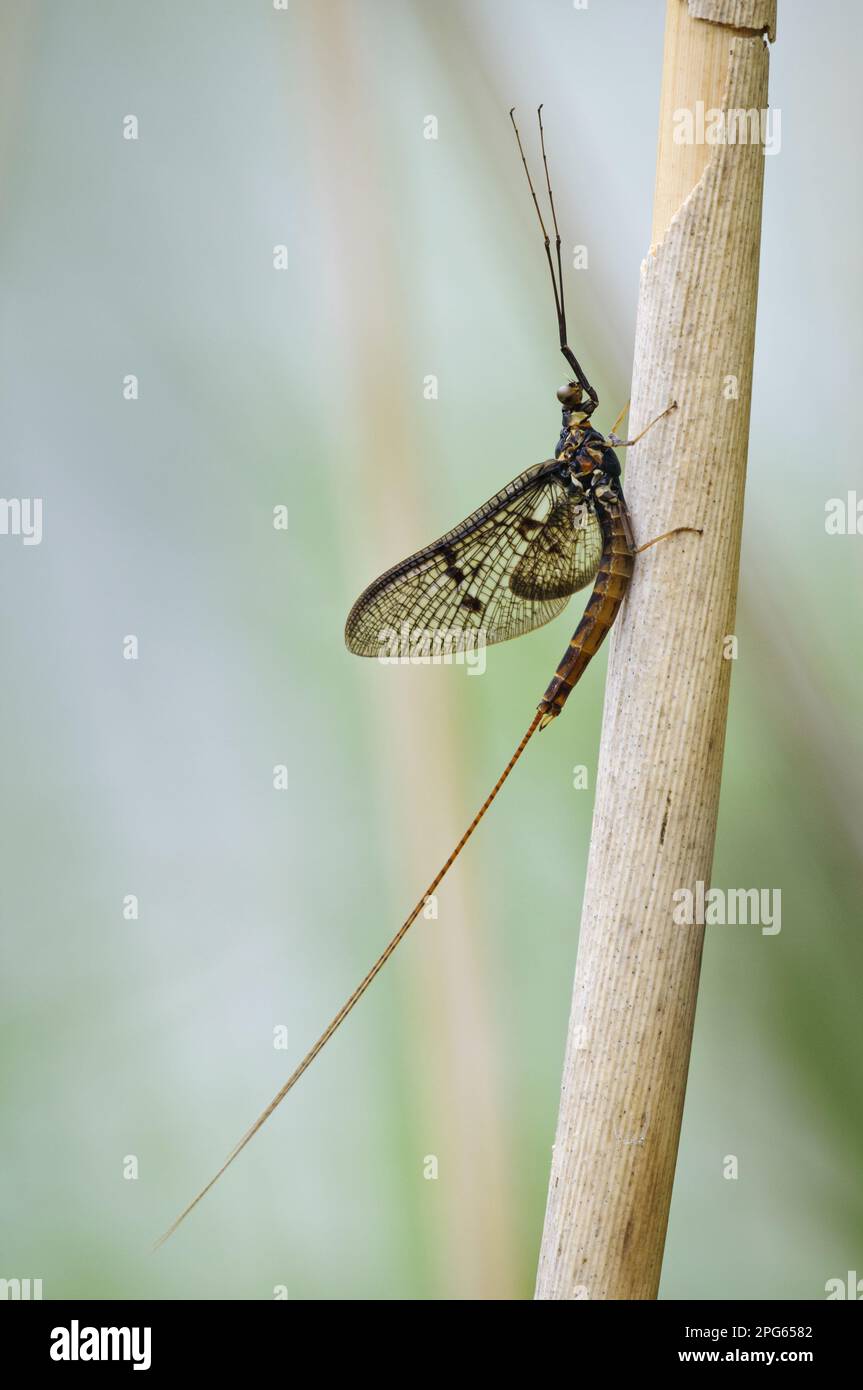 Common Mayfly, Brown Mayfly, brown mayflies (Ephemera vulgata), Brown Mayflies, Other Animals, Insects, Animals, Dark Mayfly adult male spinner Stock Photo