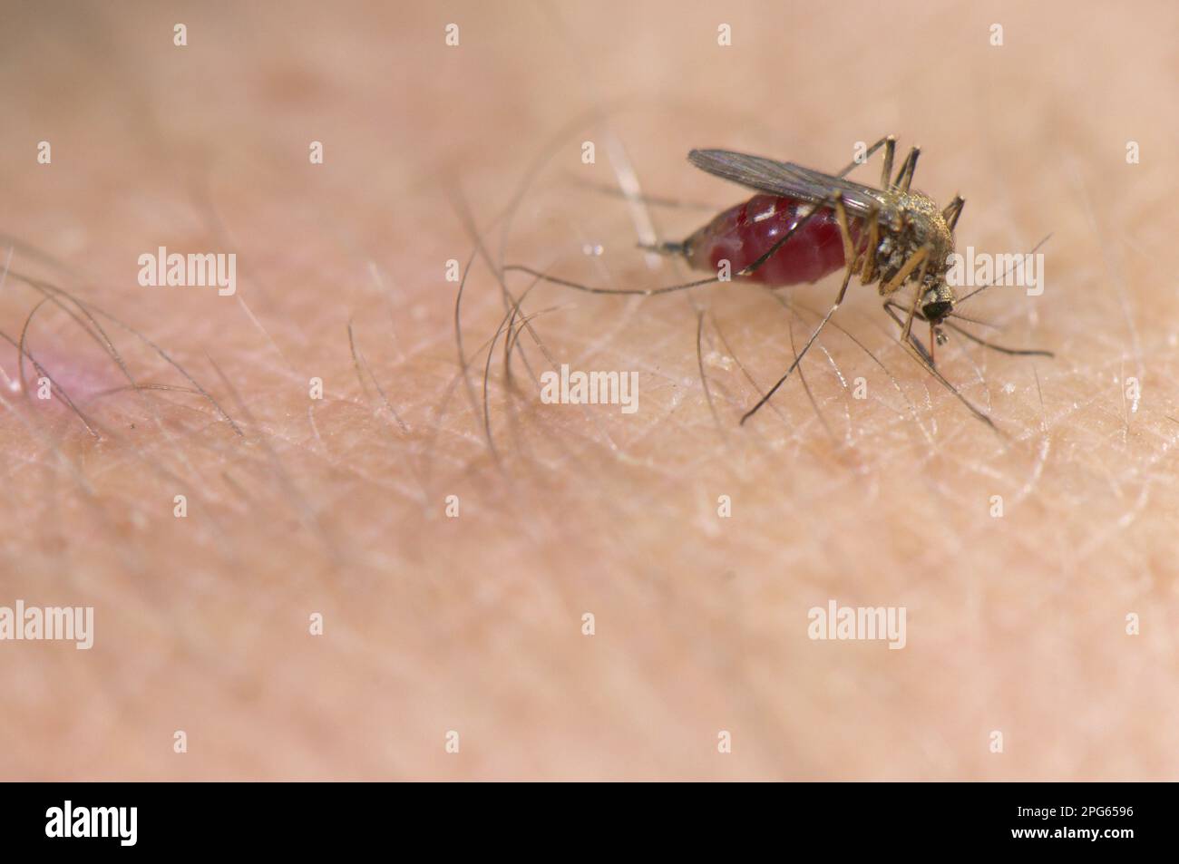 Common Mosquito, Northern House Mosquito, Common mosquitoes (Culicidae), Northern House Mosquitoes (Culex pipiens), Other Animals, Insects, Animals Stock Photo