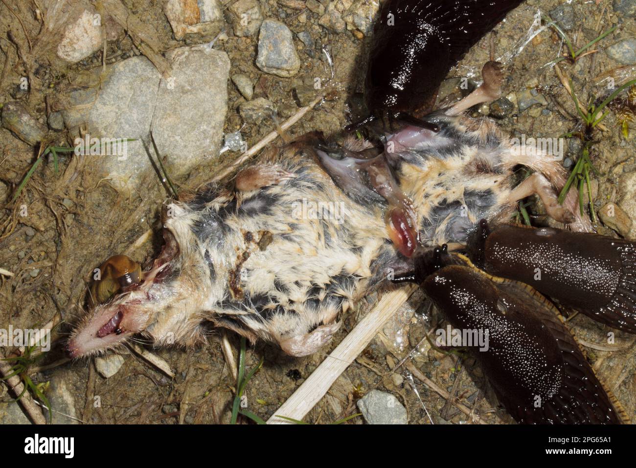 Great black slug (Arion ater) three adults feeding on the corpse of a common shrew (Sorex araneus), Powys, Wales, United Kingdom Stock Photo
