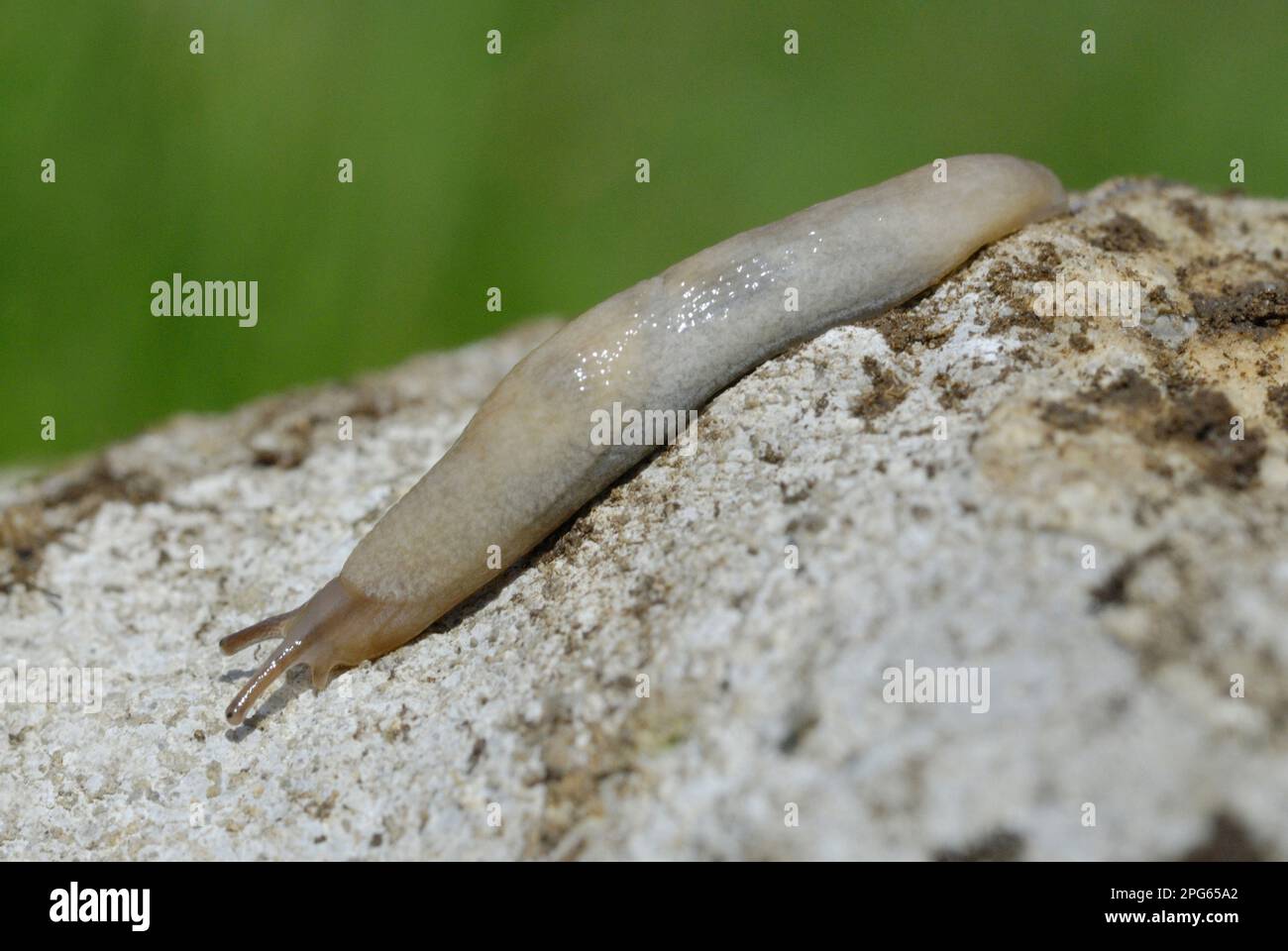 Grey Field Slug (Deroceras reticulatum) adult, on rock, Gower Peninsula, South Wales, United Kingdom Stock Photo