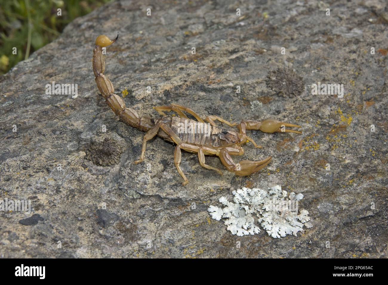 Common European Scorpion (Buthus occitanus) adult, with tail raised in threat posture, Extremadura, Spain Stock Photo