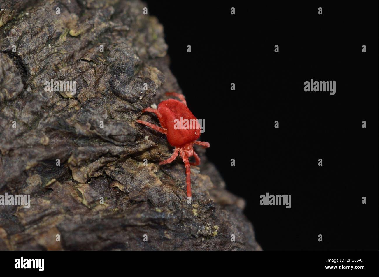 Velvet mite, Velvet mites, Other animals, Animals, Arachnids, Red Velvet Mite (Eutrombidium rostratus) adult, walking on bark, Oxfordshire, England Stock Photo