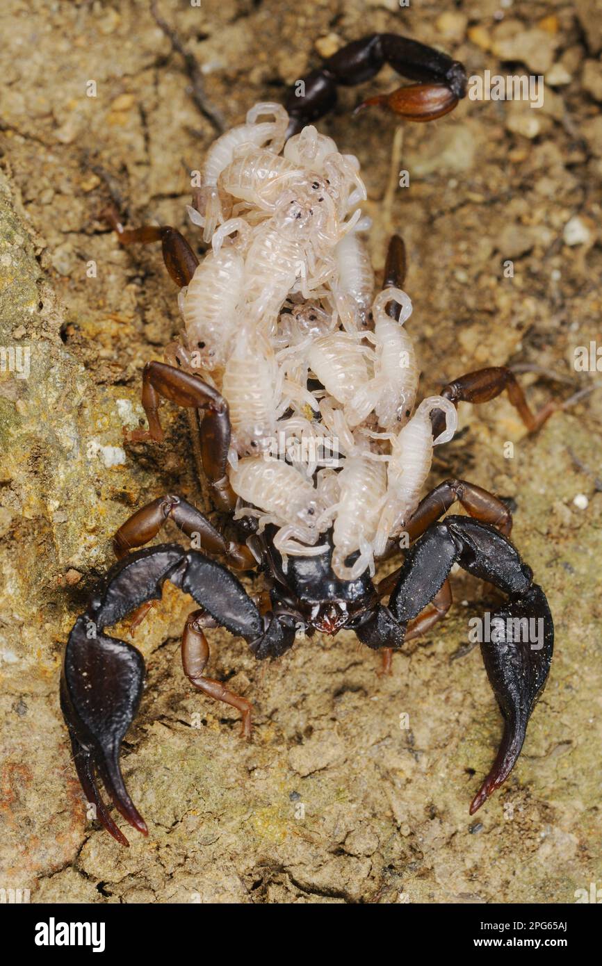 Italian Scorpion, Other animals, Spiders, Arachnids, Animals, Scorpions, Italian Scorpion (Euscorpius italicus) adult female with newborn babies on Stock Photo