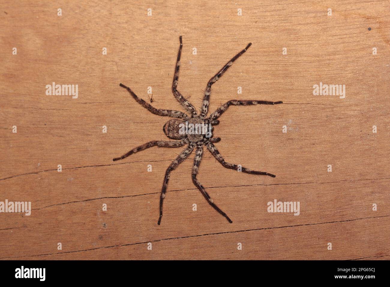 Other animals, Spiders, Arachnids, Animals, cane spider (Heteropoda