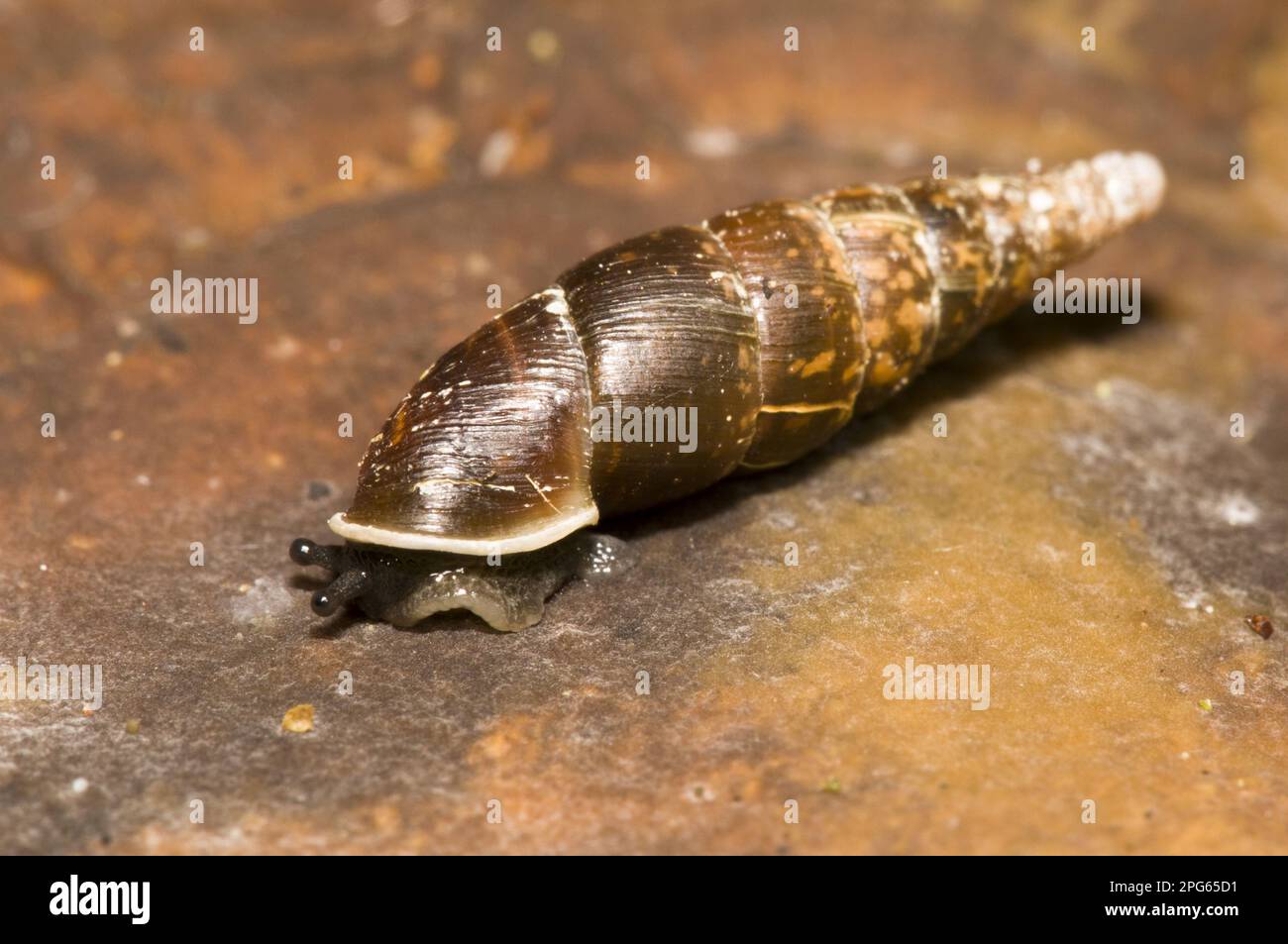 Smooth Closing Mouth Snail (Cochlodina laminata), Smooth Closing Mouth Snails, Other animals, Snails, Animals, Molluscs, Plaited Door Snail adult, on Stock Photo