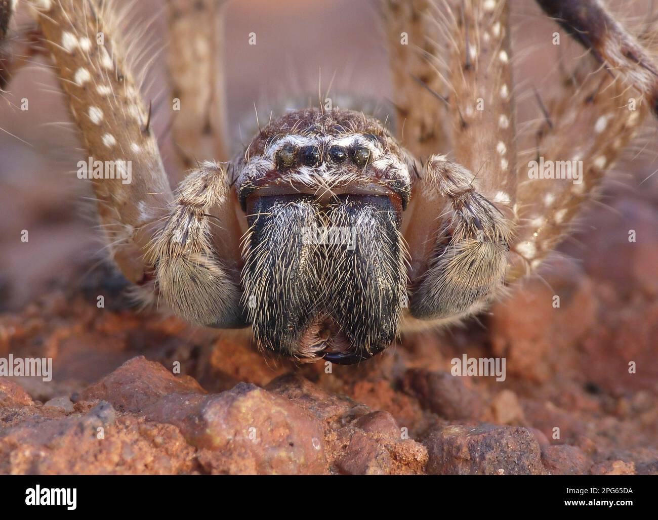 Other animals, spiders, arachnids, animals, giant crab spiders, Mountain Huntsman Spider