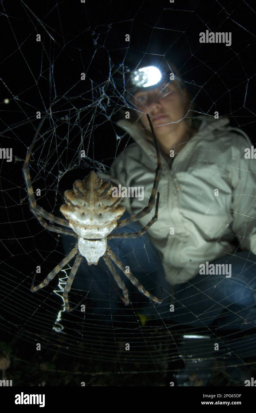 Argiope lobata (Argiope lobata), adult female, netted at night, observed by a researcher, Corsica, France Stock Photo