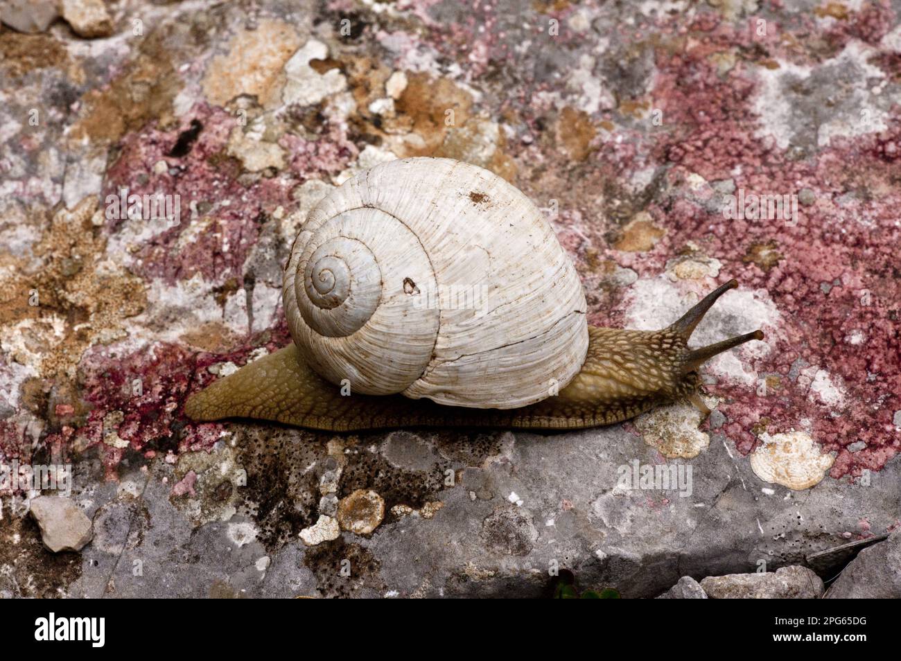 Roman snail, burgundy snails (Helix pomatia), Other animals, Snails, Animals, Molluscs, Edible snail adult, feeding on lichens, on limestone, Vikos Stock Photo