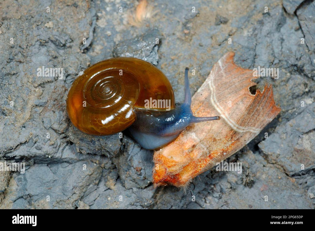 Darkbodied Glasssnail (Oxychilus draparnaudi) adult, feeding on