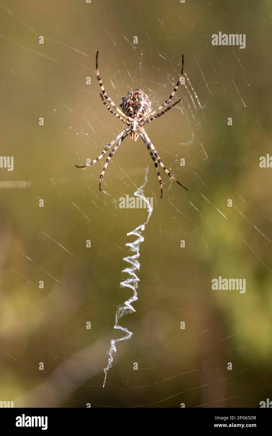 Other animals, Spiders, Arachnids, Animals, Wheel web spiders, Lobed Argiope (Argiope lobata) adult female, on web with zig-zag stabilimentum Stock Photo