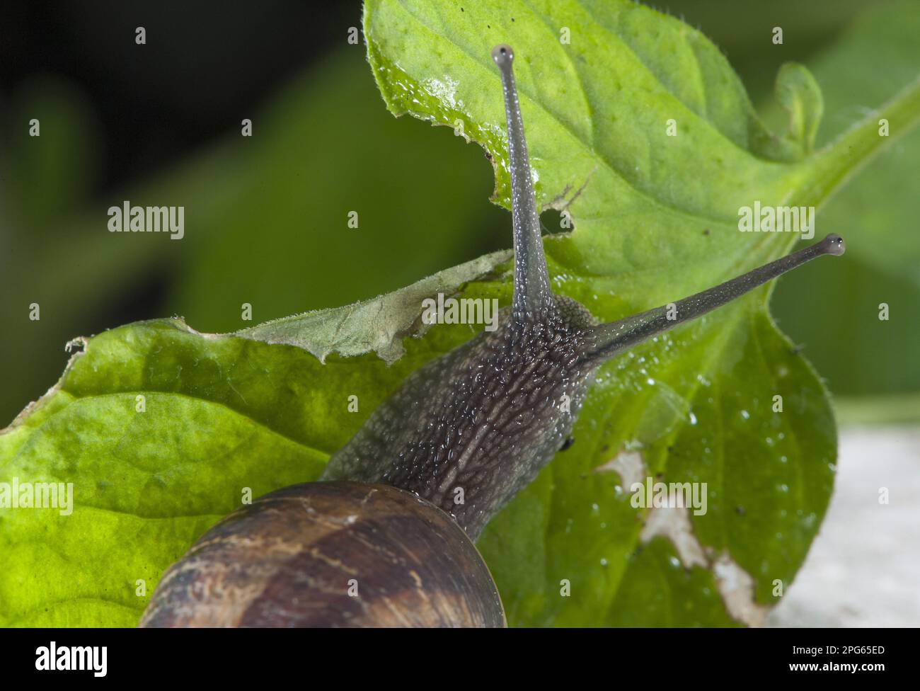 Garden Snail (Helix aspersa) adult, feeding on tomato leaf in garden greenhouse, Lancashire