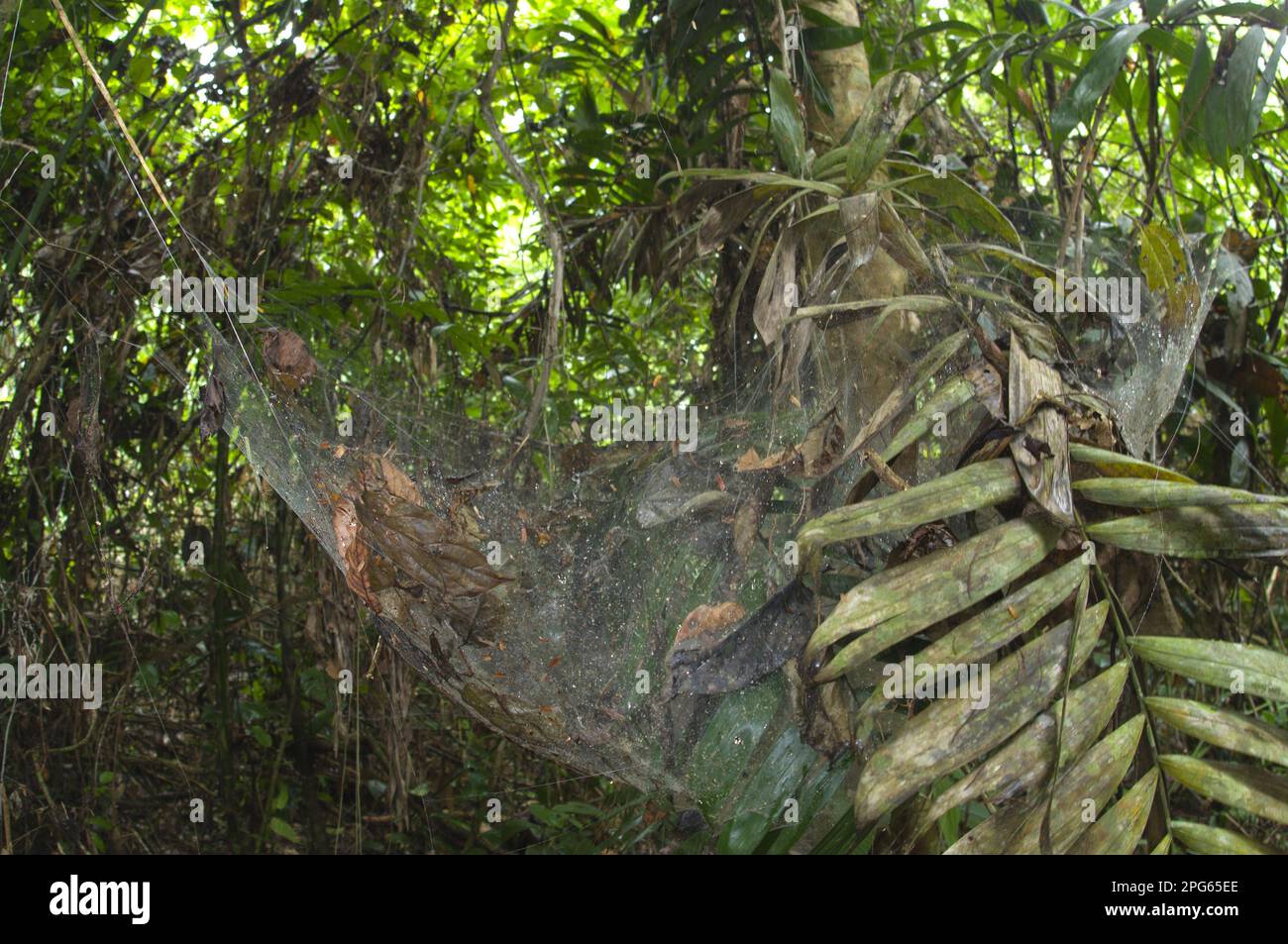 Other animals, Spiders, Arachnids, Animals, Hooded spiders, Social