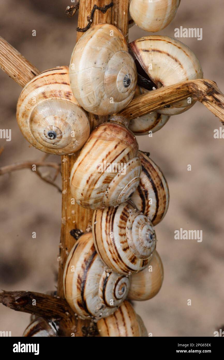 Mediterranean Sand Snail, Dune Snail, mediterranean coastal snails