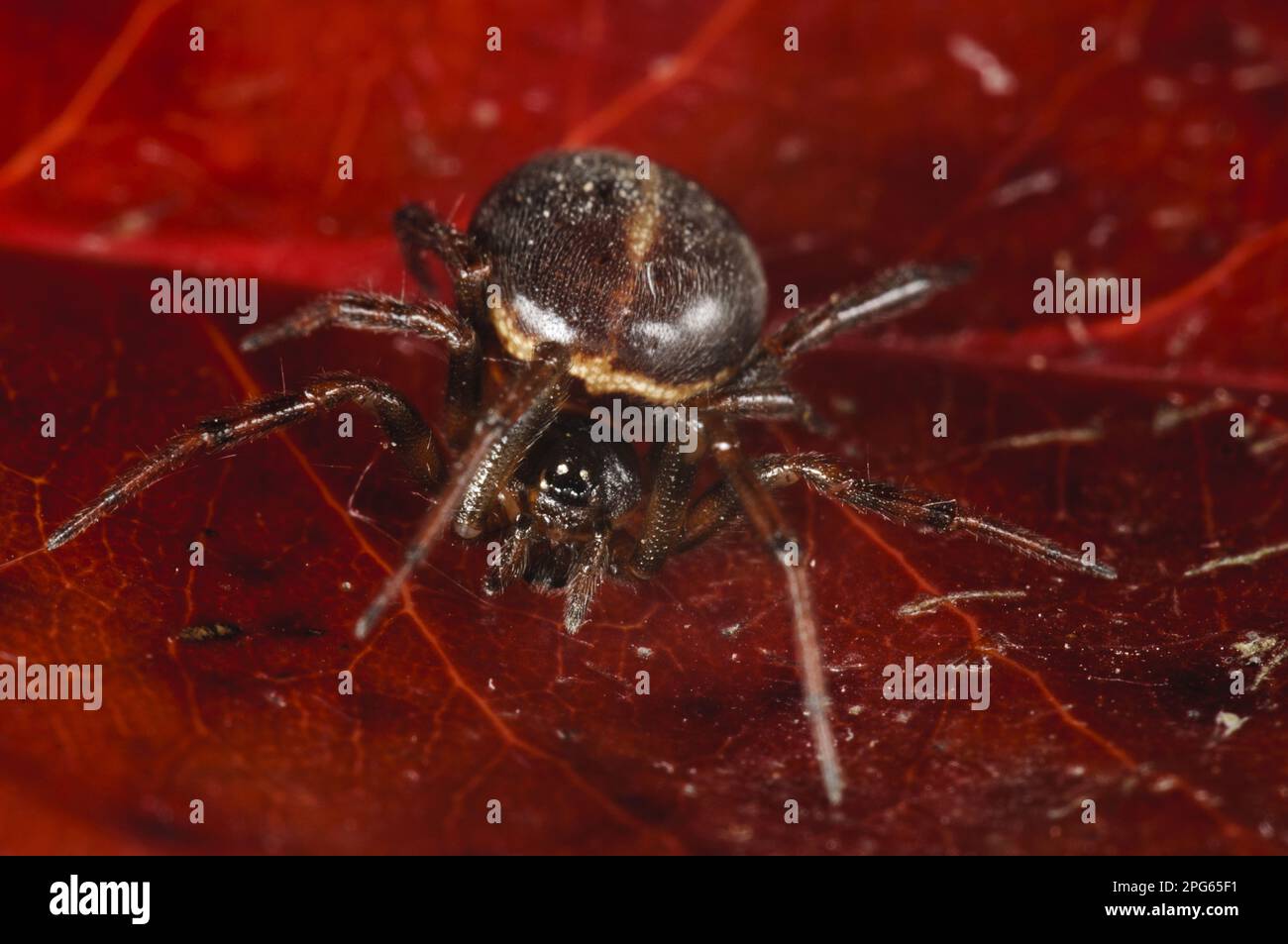 Fat spider (Steatoda bipunctata), Fat spiders, Other animals, Spiders, Arachnids, Animals, Hooded spiders, Common False Widow Spider adult female Stock Photo