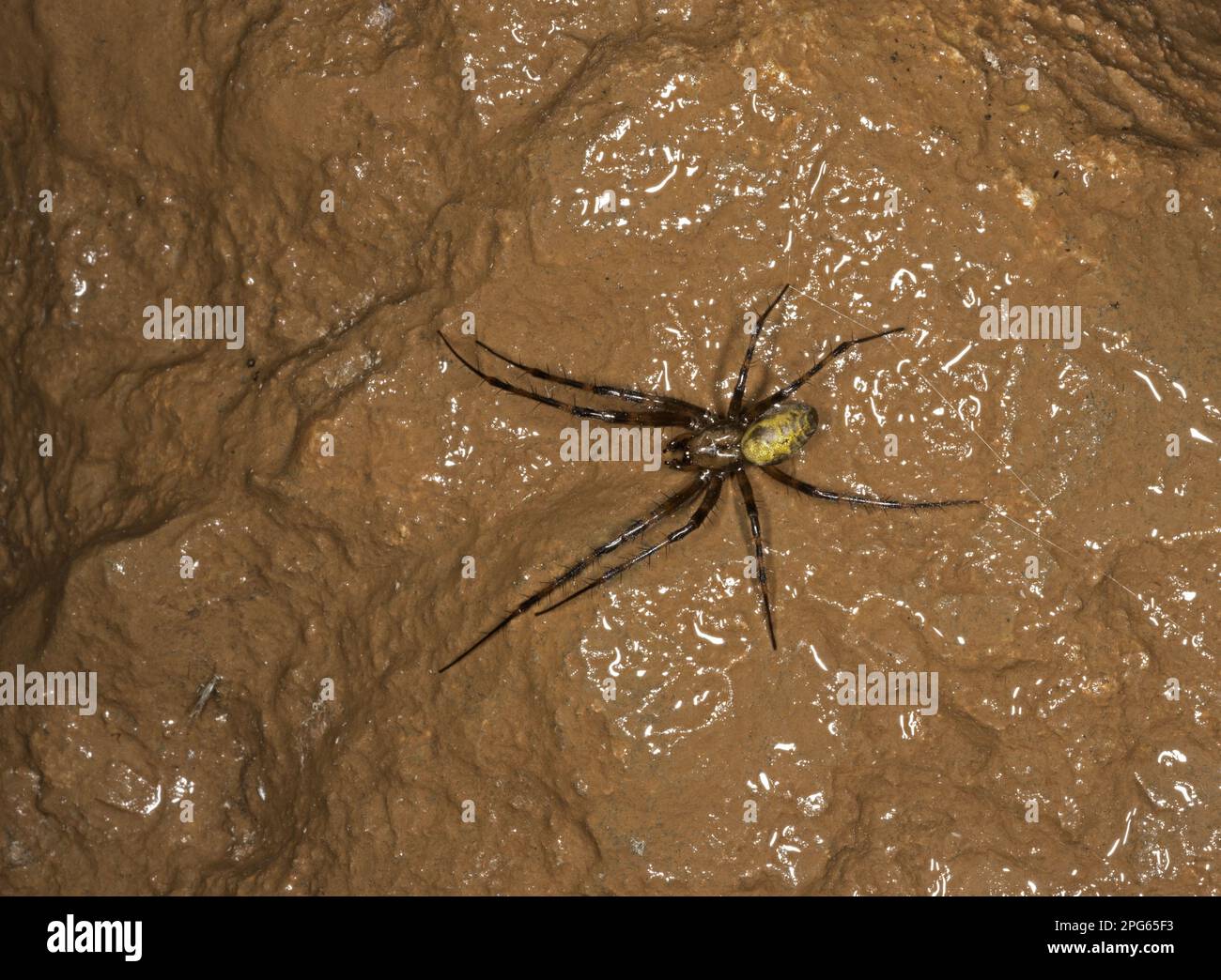 European Cave Spider (Meta menardi) adult, with silk thread in ochre stained limestone cave, Somerset, England, United Kingdom Stock Photo
