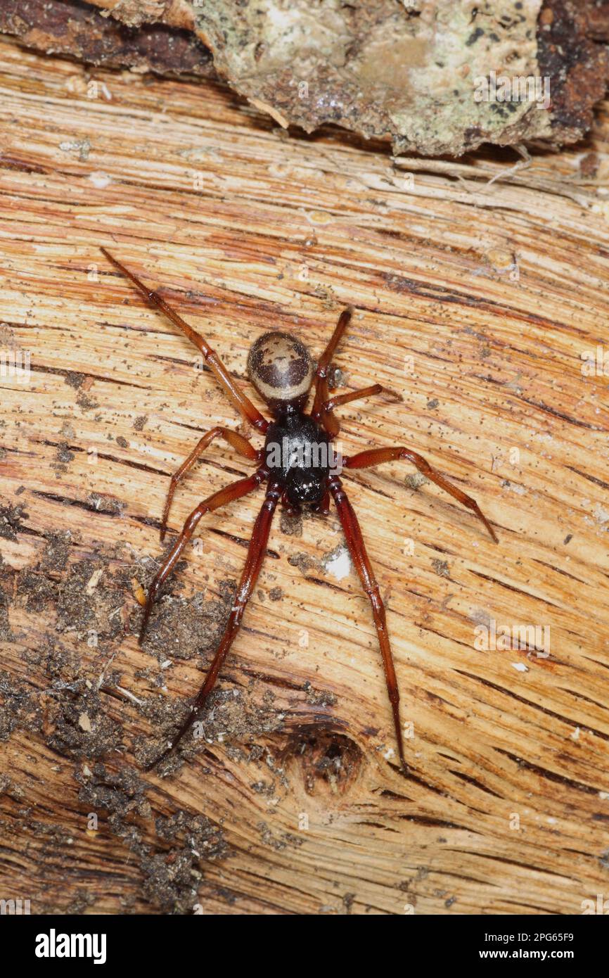 Spider Species, Humboldt County