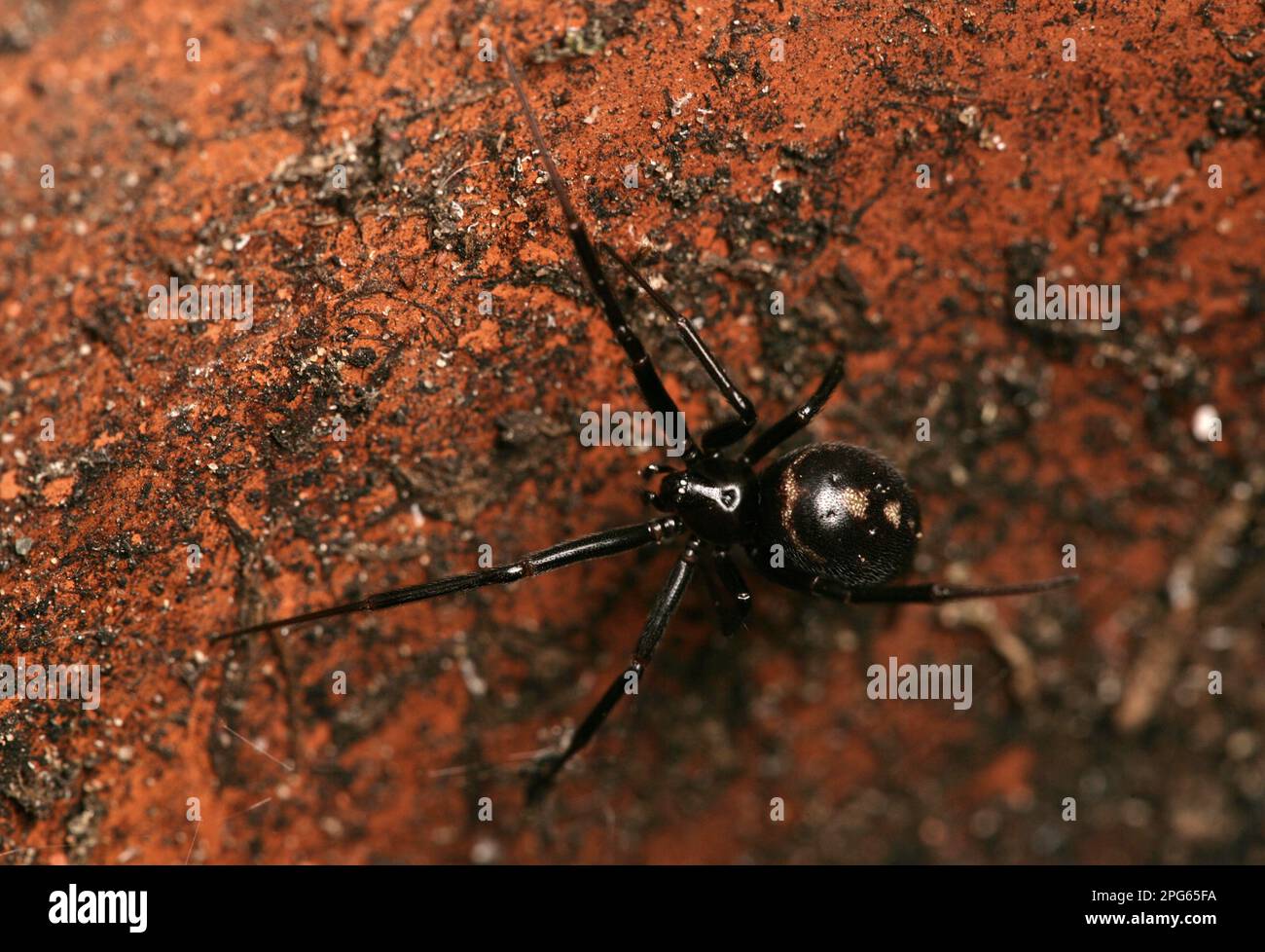 Other animals, Spiders, Arachnids, Animals, Hooded spider, Cupboard dark comb-footed spider (Steatoda grossa) adult, in empty flowerpot, Hampshire Stock Photo