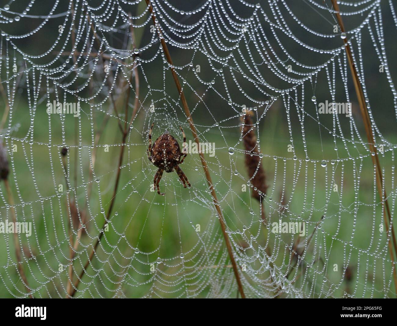 Garden Orb Spider (Araneus diadematus) adult female, on dew covered web ...