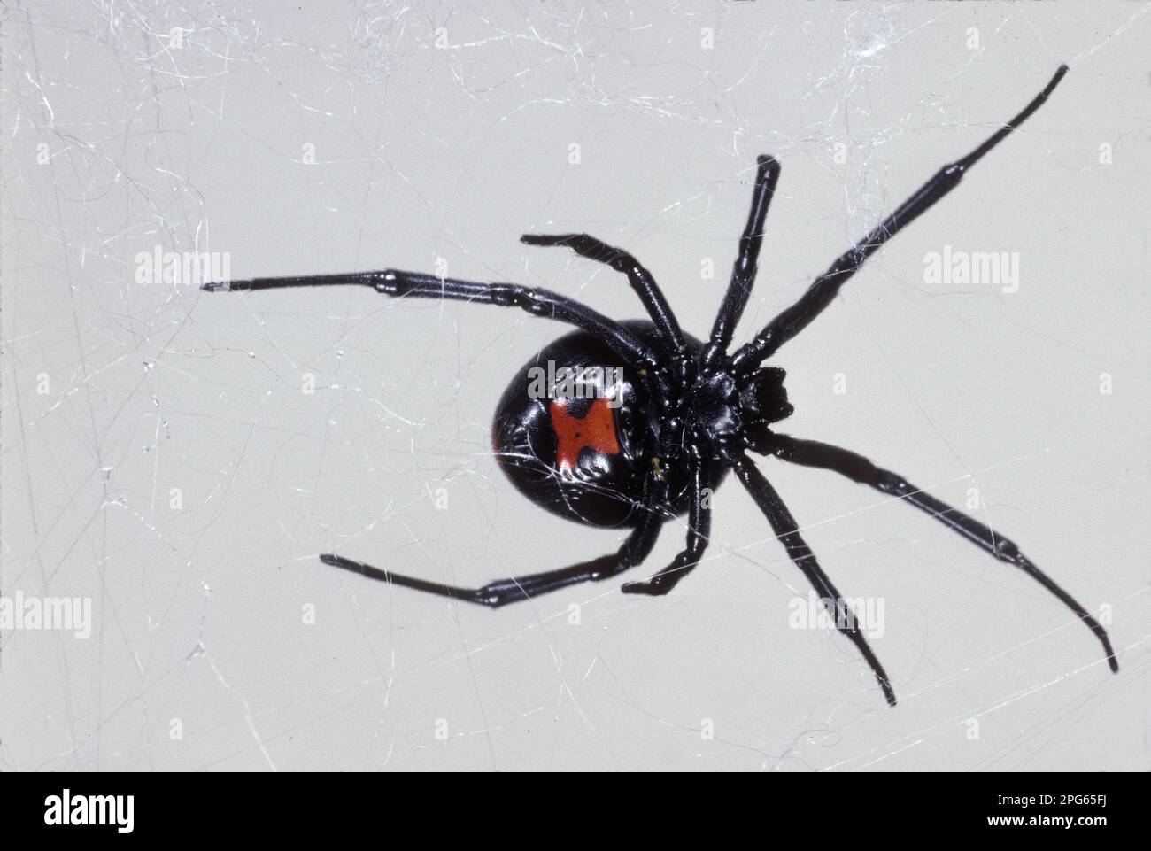 Shoebutton spider, Black Widow, Southern Black Widows, Black Widows