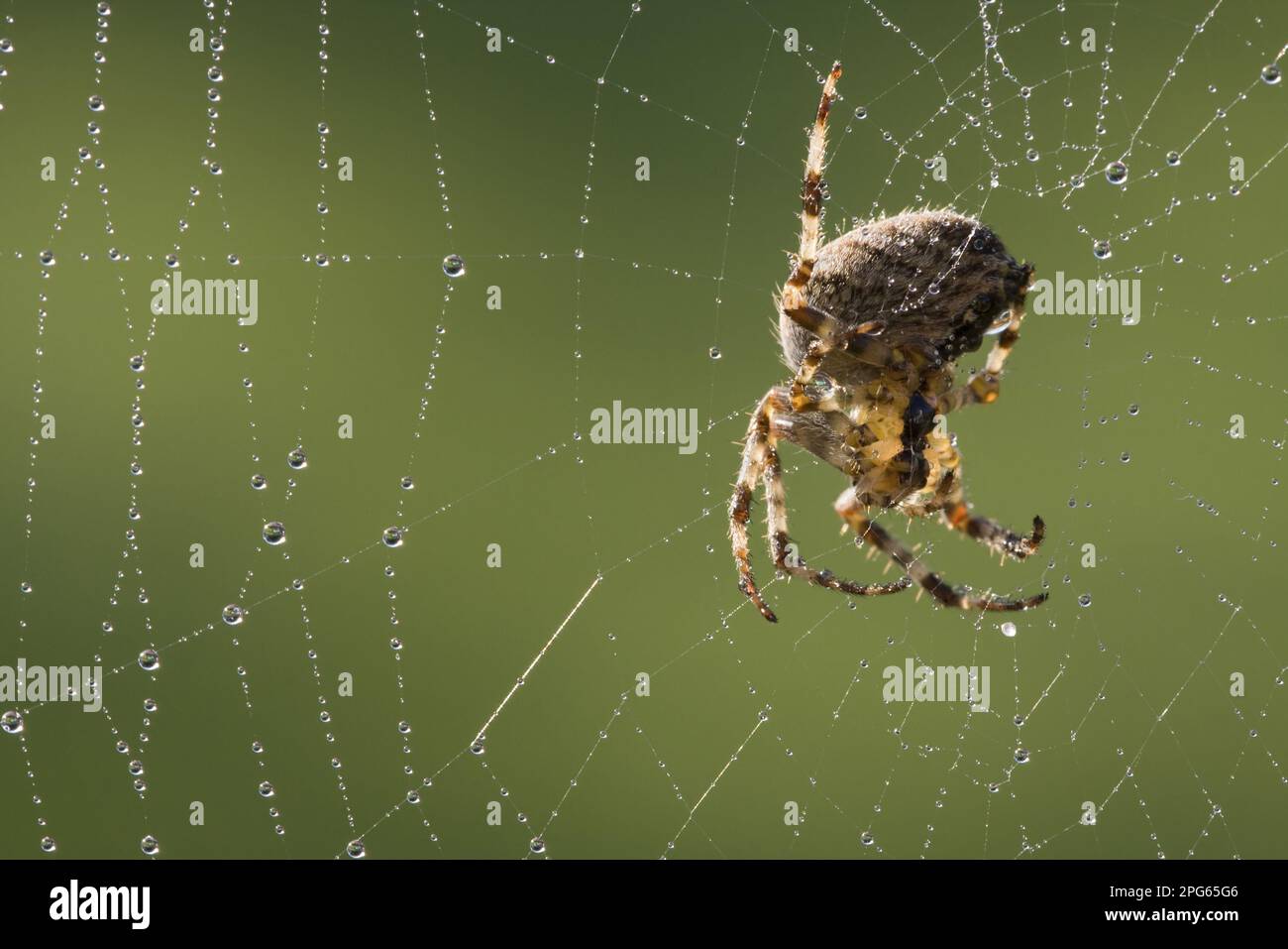 Garden Orb Spider (Araneus diadematus) adult female, on dew covered web ...