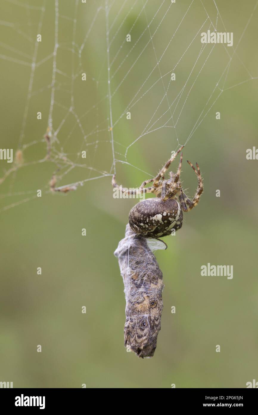 Garden Orb european garden spider (Araneus diadematus) adult female, with wrapped Wall wall brown (Lasiommata megera) butterfly prey in web Stock Photo