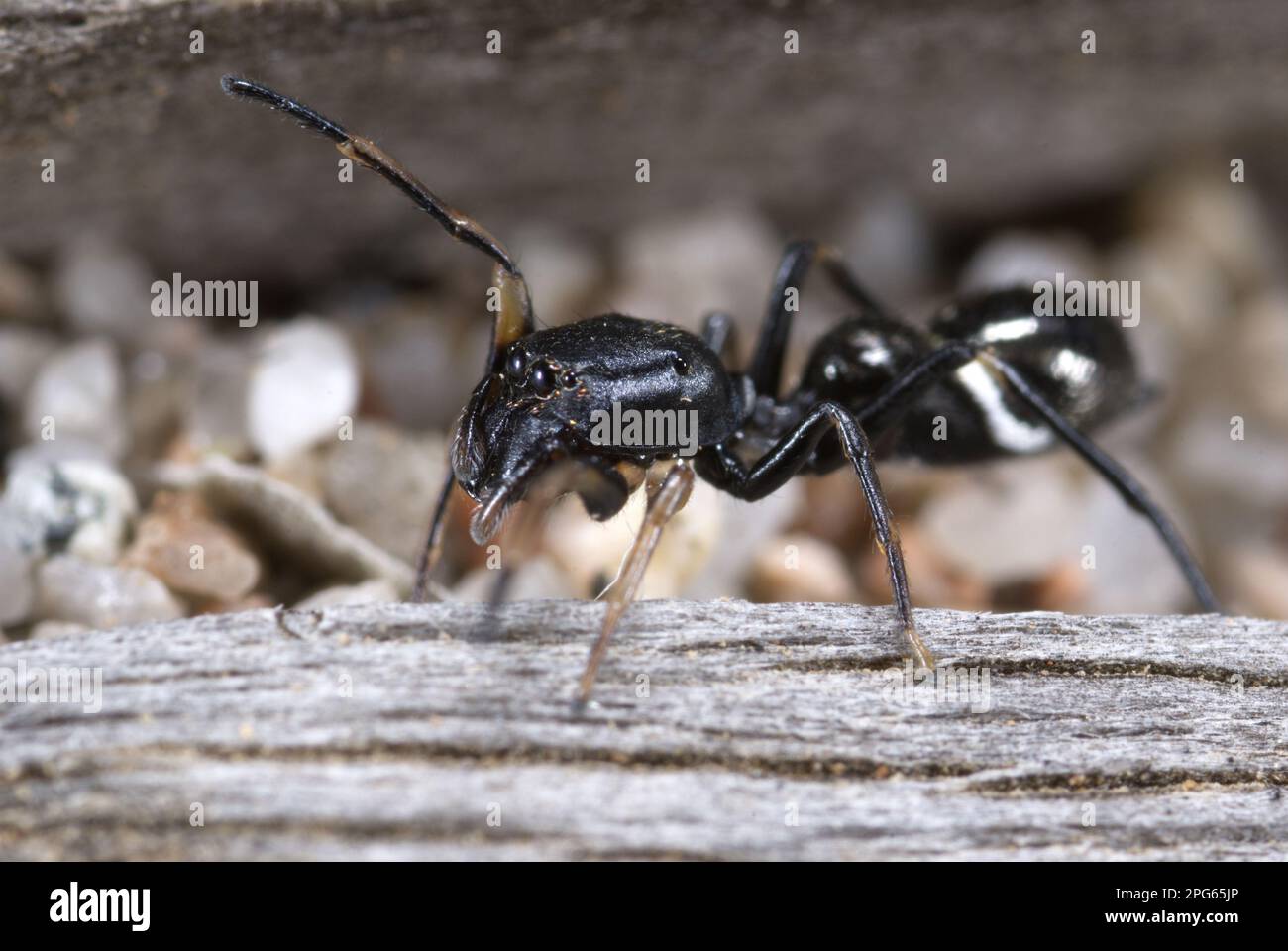 Ant-like Jumping Spider (Leptorchestes mutilloides) adult female, foraging on log near beach, Rondinara Beach, Corsica, France Stock Photo