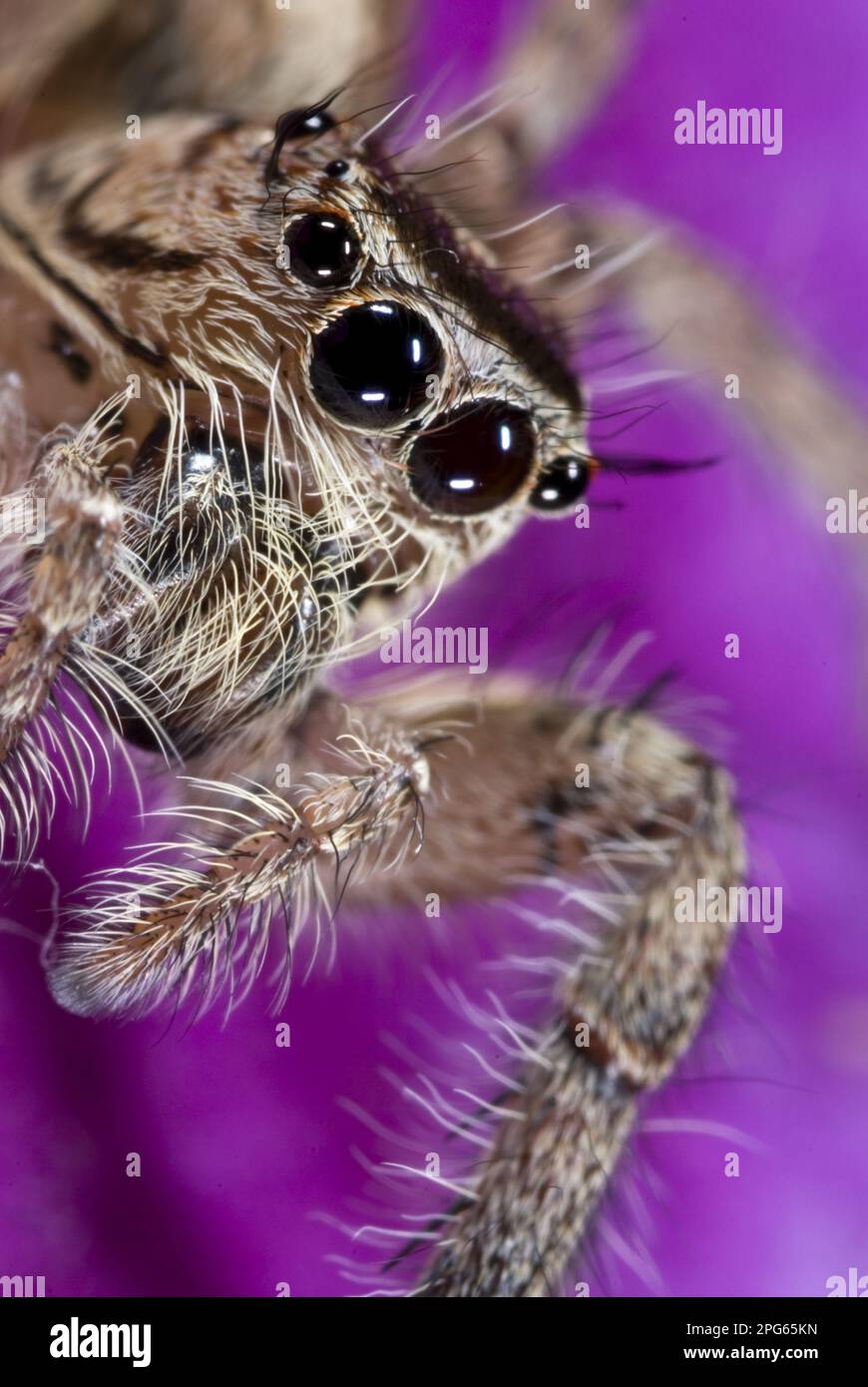 Other animals, Spiders, Arachnids, Animals, Jumping spiders, Heavy Jumping Spider (Hyllus sp.) adult female, close-up of face, Banfora, Comoe Stock Photo