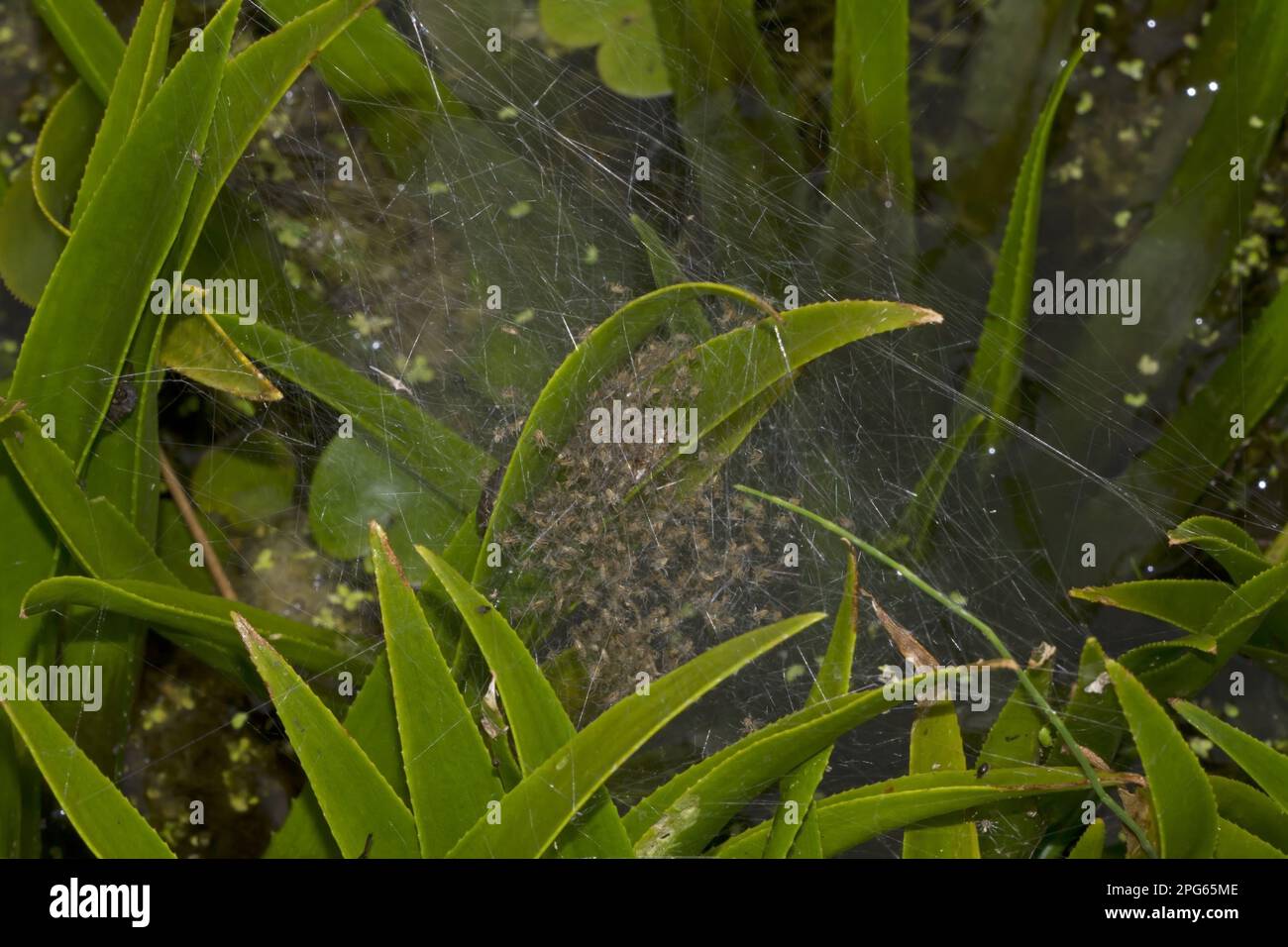 Fen Raft Spider (Dolomedes plantarius) babies, in summer nursery web, at broadland relocation site, The Broads, Norfolk, England, United Kingdom Stock Photo