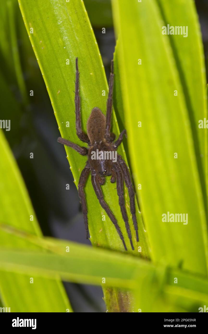 Fen Raft Spider (Dolomedes plantarius) unstriped form, adult female, guarding summer nursery web, at broadland relocation site, The Broads, Norfolk Stock Photo