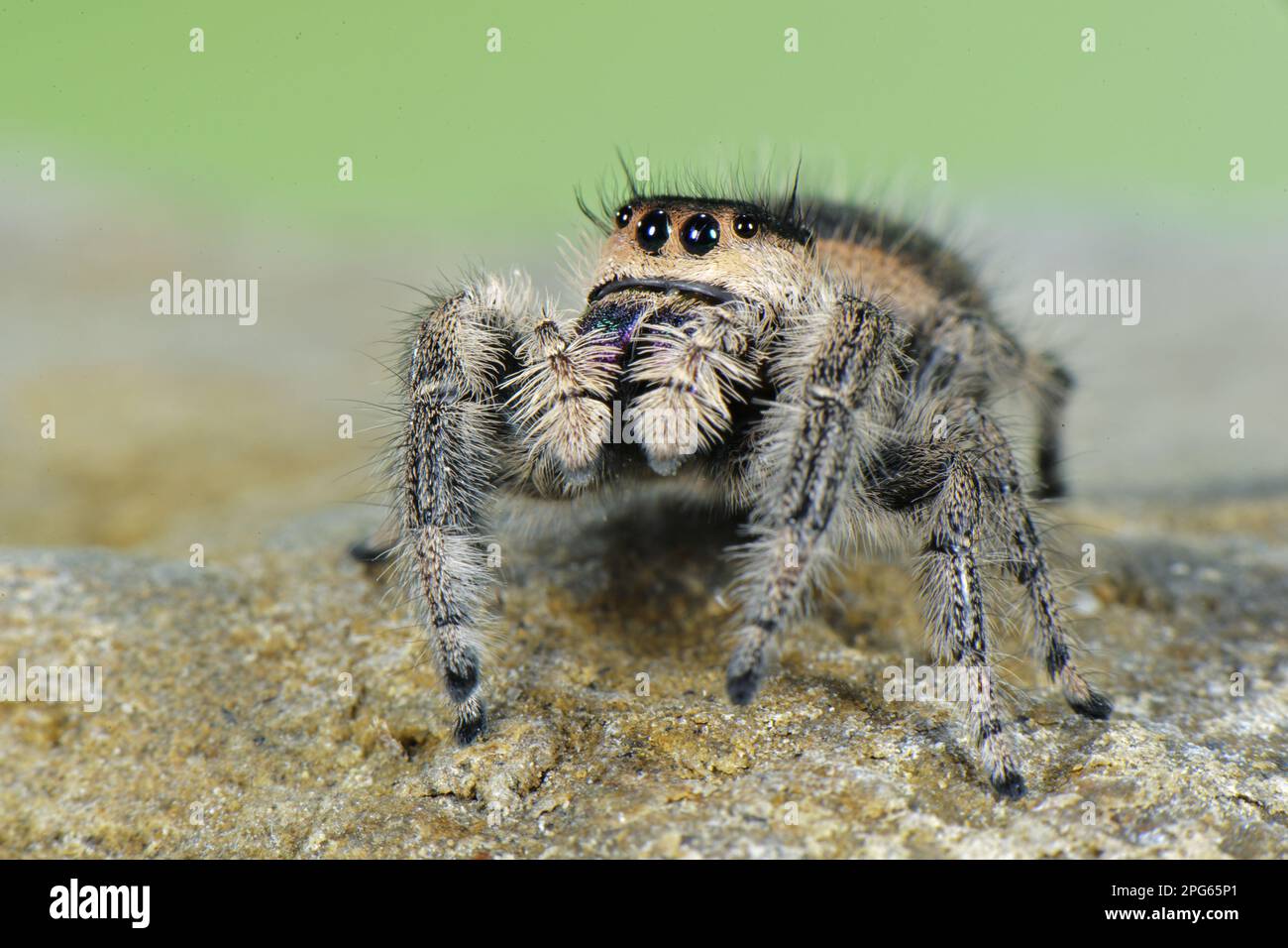 Canopy Jumping Spider (Phidippus otiosus) adult female, standing on