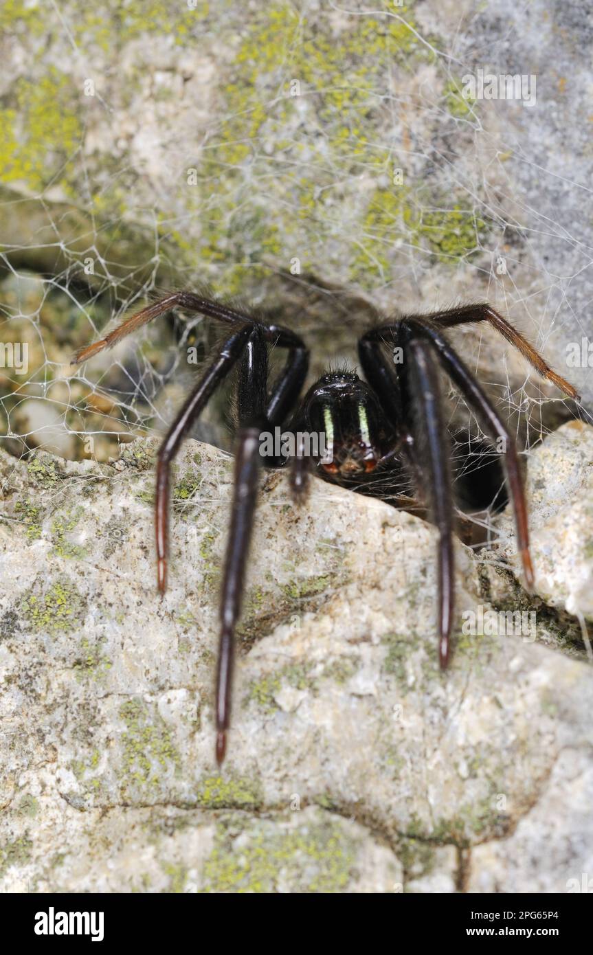 Fishing web spider, green-fanged tube web spider (Segestria florentina), Other animals, Spiders, Arachnids, Animals, Tube web spider adult, waiting Stock Photo