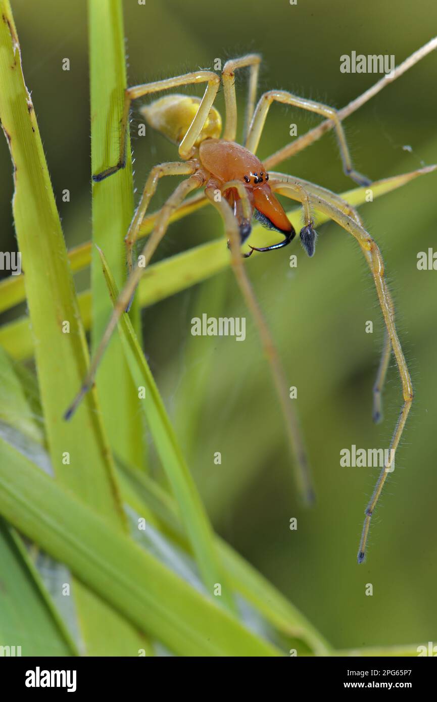 Yellow sac spider (Cheiracanthium punctorium), Ammendorn finger, Other animals, Spiders, Arachnids, Animals, Bag spiders, Yellow Sac Spider adult Stock Photo