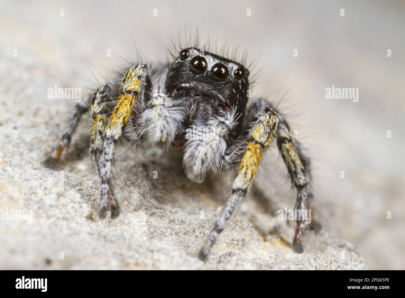 Goldeneyed spider, gold eyes jumping spiders (Philaeus chrysops