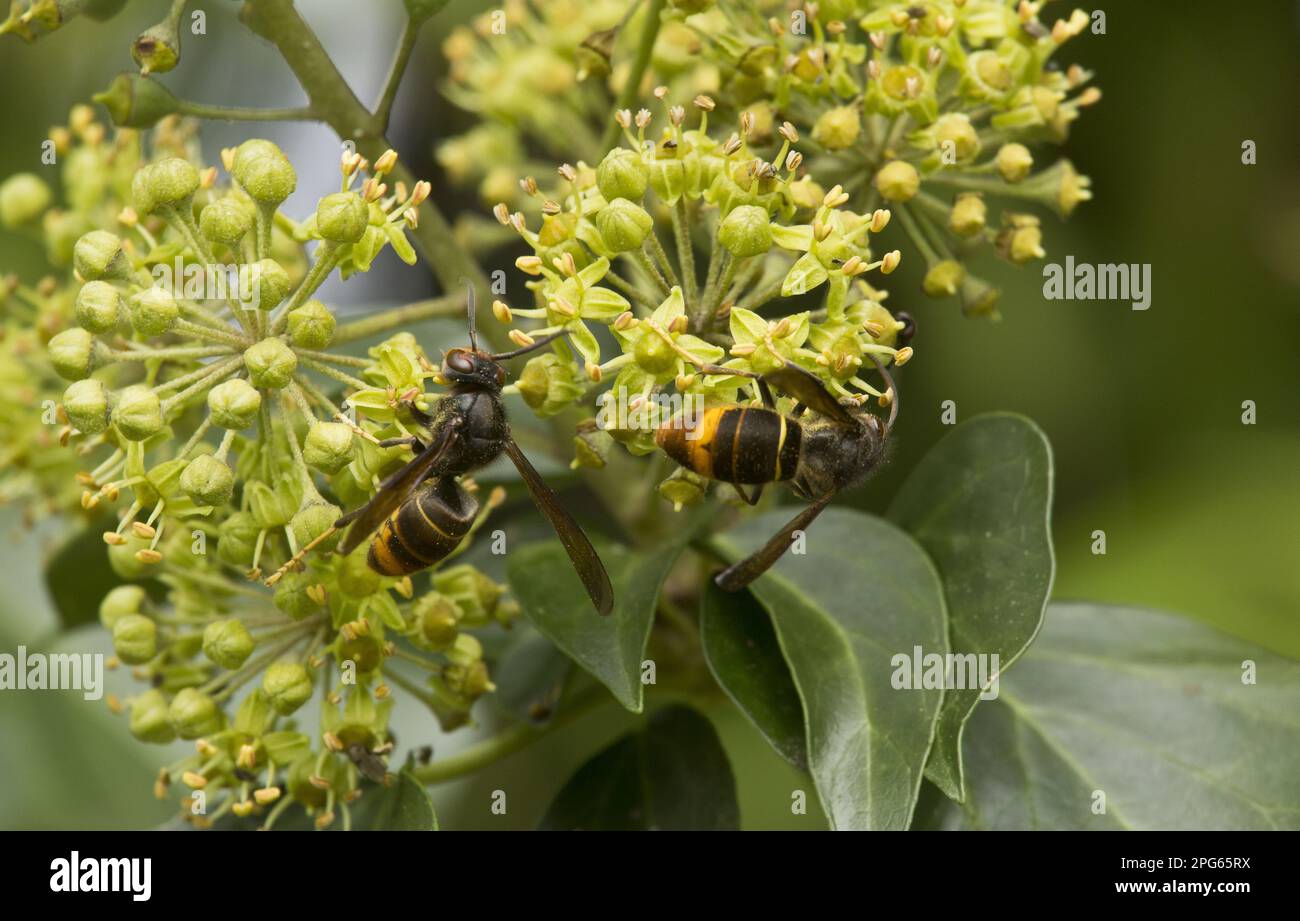 Asian asian hornet (Vespa velutina) introduced two adult species feeding on common ivy (Hedera helix) in autumn, Dordogne, France Stock Photo