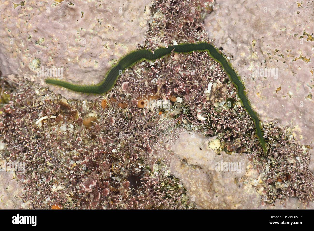 Green Bristleworm, Green bristle worms, Polychaetae, Animals, Other animals, Worms, Greenleaf Bristleworm (Eulalia viridis) adult, in rockpool at low Stock Photo