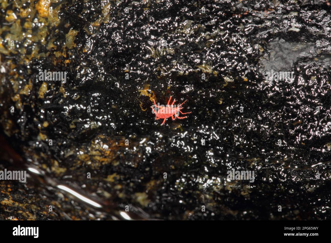 Red snout mite (Neomolgus littoralis) adult, on tidal rock, Isle Of Coll, Inner Hebrides, Scotland, United Kingdom Stock Photo