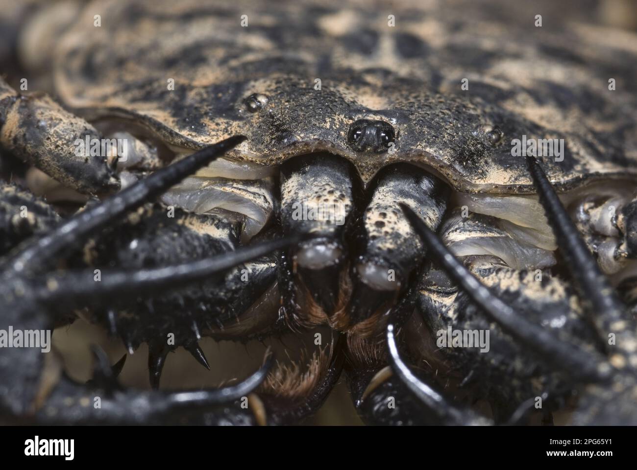 Variegated Tailless Whip whipscorpion (Damon variegatus), adult female, close-up of cephalothorax with eyes and mouth, Central Africa Stock Photo