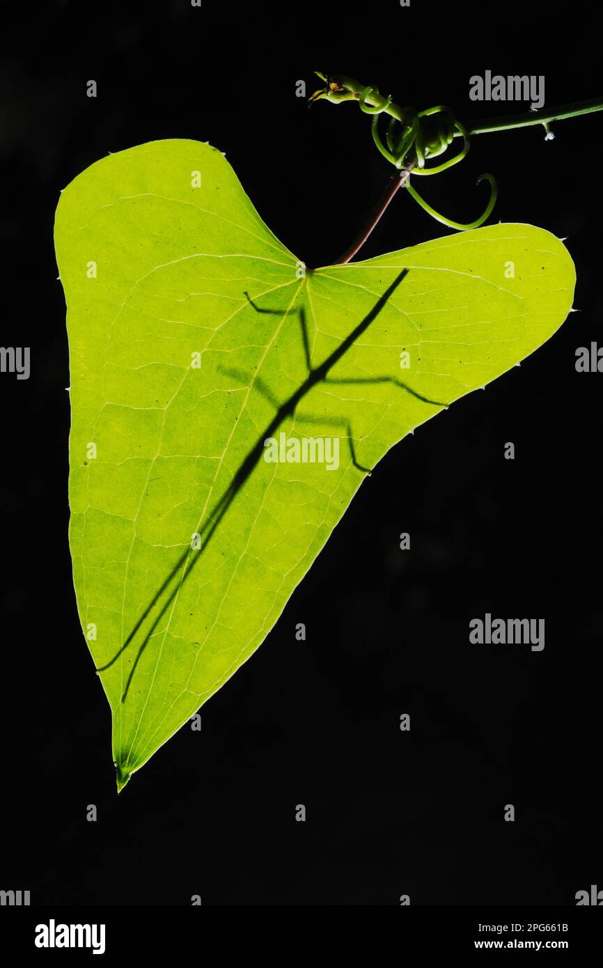 Stick-insect (Bacillus sp.) adult, silhouette under leaf, Italy Stock ...