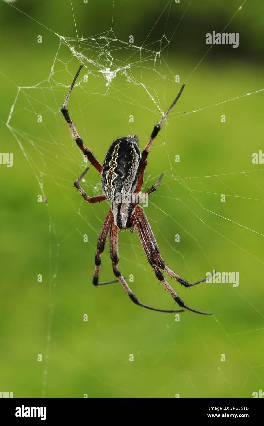 Other animals, Spiders, Arachnids, Animals, Wheel web spiders, Zigzag Spider (Neoscona cooksoni