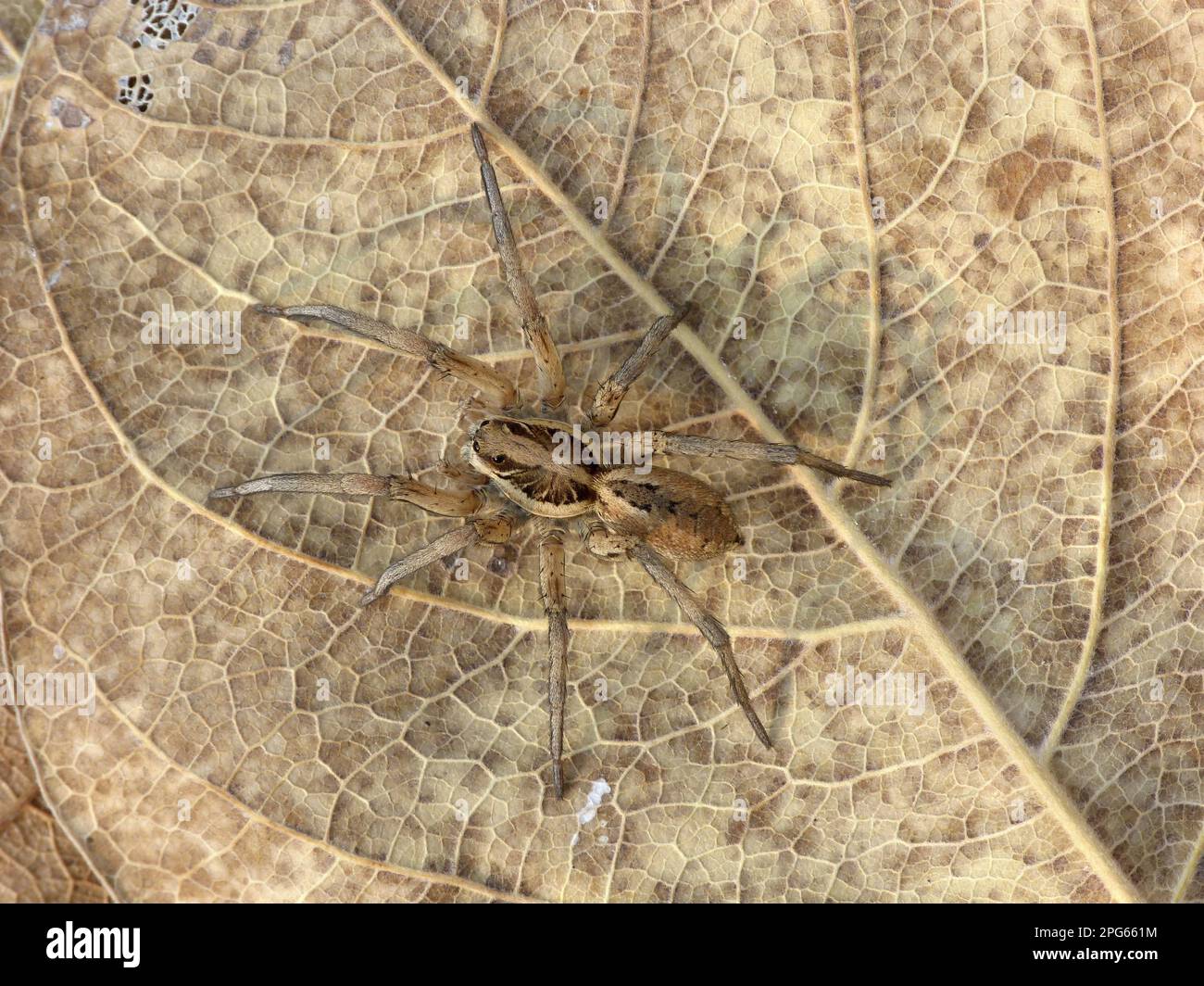 Wolf spider australia hires stock photography and images Alamy